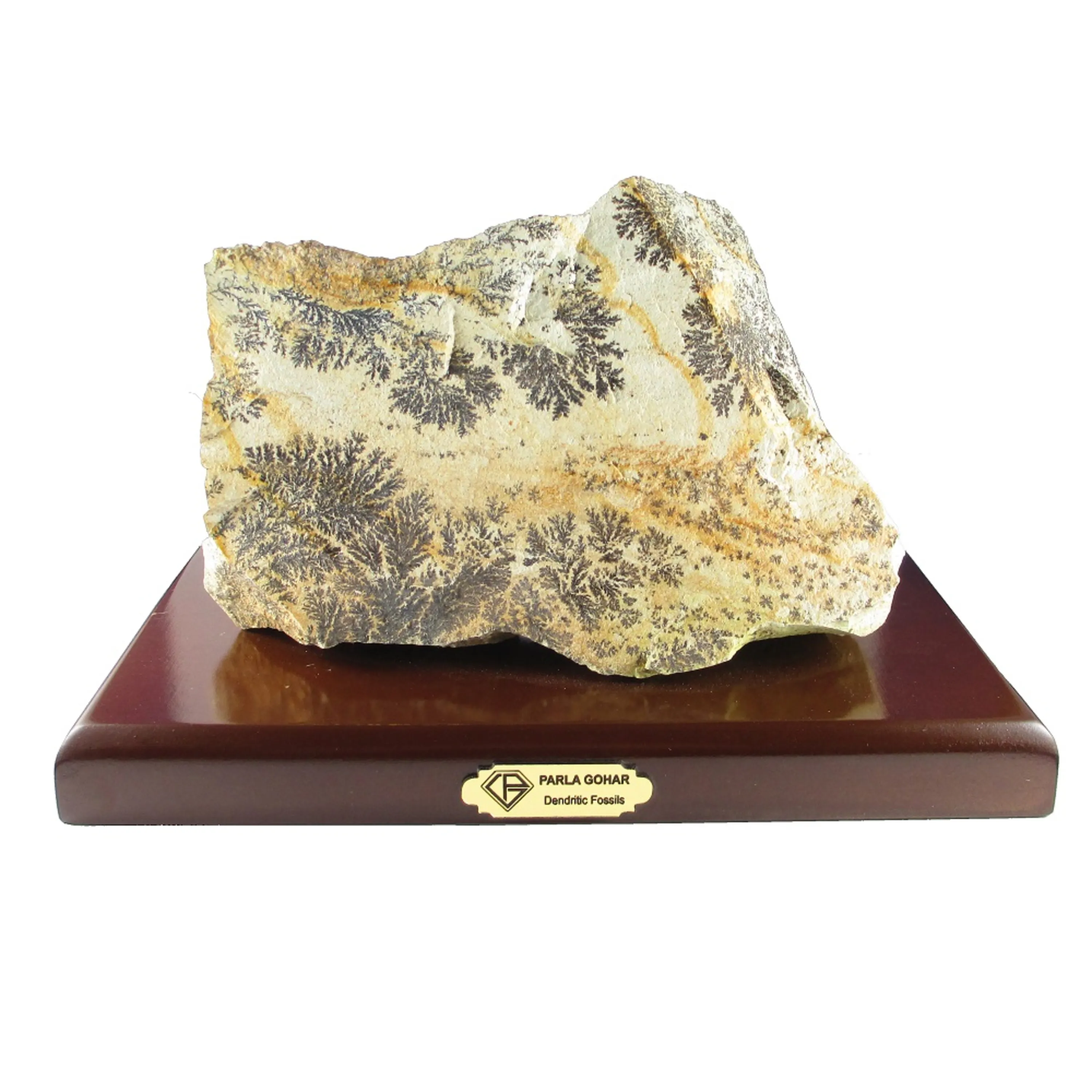 dendritic fossils iranian